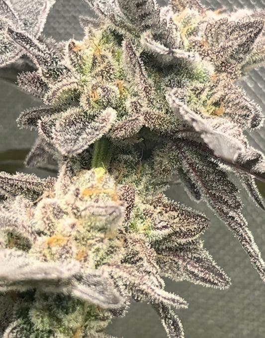 Off White Cake #4