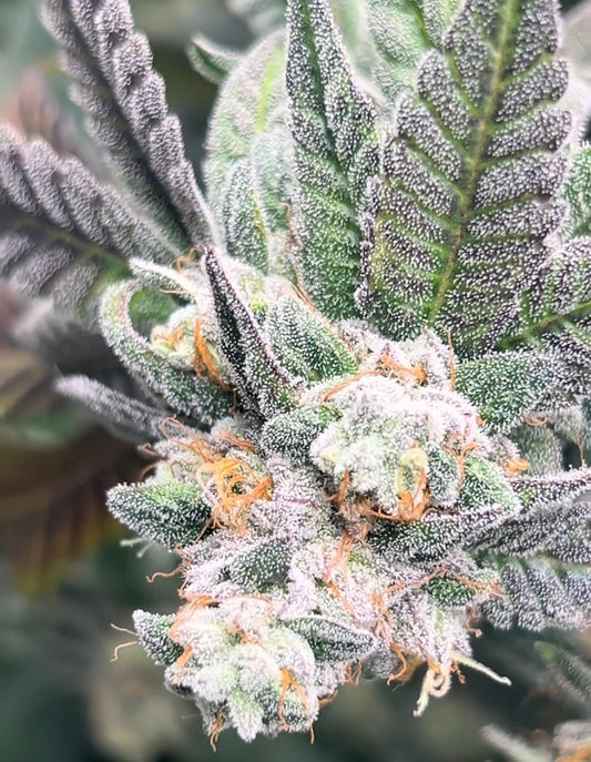 Jawa Kush #2