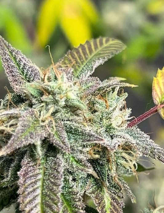Jawa Kush #3